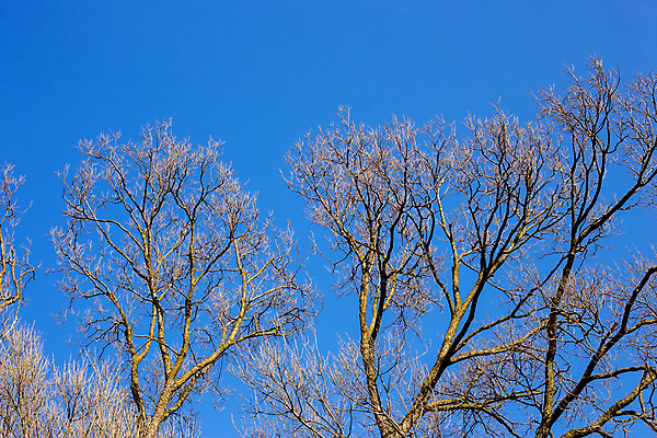 포토 JPG 해외이미지 나무 디자인 계절 실루엣 백그라운드 잎 겨울 꽃무늬 패턴 자연 하늘 추상 프레임 미술 풍경 사람없음 목재 여름 파란색 태양 맑음 검은색 봄 나뭇가지 숲 질감 벌거벗은 해외202004 해외포토 자연요소 식물 꽃 컬러 무늬 재료 날씨 문화예술 촬영기법 생태계 파일형식 이미지허브