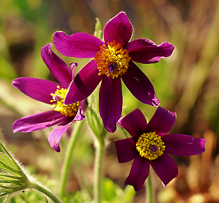 포토 JPG 해외이미지 식물 공원 꽃 자연 사람없음 야외 정원 봄 묘사 내추럴 해외202004 해외포토 계절 공공시설 생태계 파일형식 이미지허브