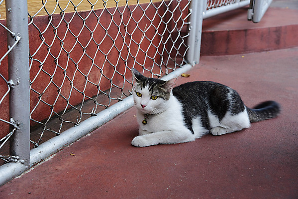 포토 JPG 해외이미지 동물 1 포유류 털 앉기 사람없음 반려동물 고양이 잠 작음 솜털 해외202004 해외포토 모션 크기 파일형식 이미지허브
