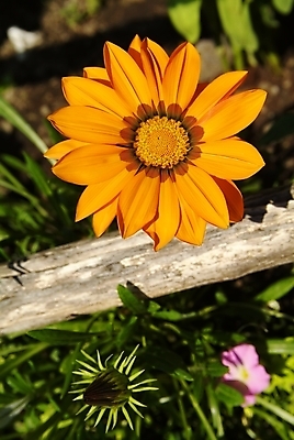 포토 JPG 해외이미지 식물 1 꽃잎 꽃 분홍색 2 모션 자연 검은배경 새로움 건조 실내 사람없음 빨간색 정원 검은색 펼침 성장 벚꽃 흰색 죽음 개화 닫기 순환 고립 꽃수술 이국적 해외202004 해외포토 컬러 백그라운드 컨셉 내부 생태계 파일형식 이미지허브