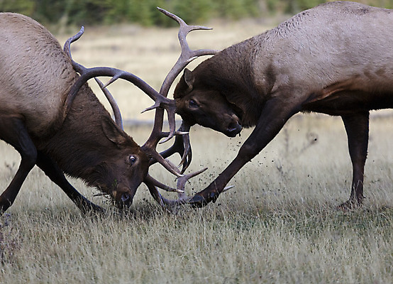 포토 JPG 해외이미지 동물 계절 공원 남자 캐나다 북아메리카 신체 포유류 자연 사슴 털 뿔 사람없음 야외 갈색 머리 달러 검은색 가을 구부린 큼 바퀴자국 싸움 공격적 밴프 신발장 앨버타 엘크 해외202004 해외포토 공공시설 컬러 컨셉 돈 자국 모션 아메리카 사람 신체부위 크기 생태계 파일형식 이미지허브