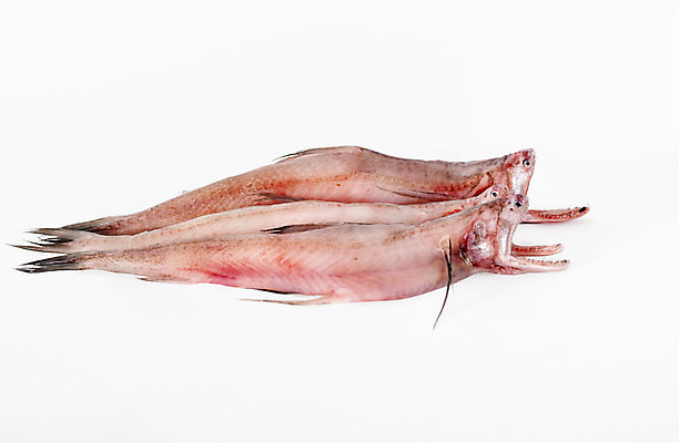 포토 JPG 해외이미지 동물 음식 바다 다이어트 생물 어류 동양인 사람없음 빨간색 흰색 신선 투명 맛 해산물 흰배경 날것 육식동물 사냥꾼 육식 소금물 끈적임 해외202004 해외포토 직업 컬러 백그라운드 컨셉 건강 인종 수중동물 파일형식 이미지허브