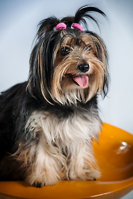 포토 JPG 해외이미지 여자 분홍색 의자 앉기 사람없음 반려동물 갈색 노란색 검은색 개 강아지 복종 신앙심 해외202004 해외포토 동물 컬러 가구 포유류 모션 사람 파일형식 이미지허브