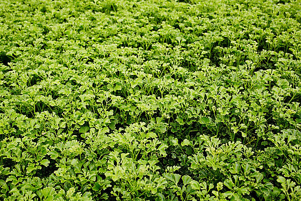 포토 JPG 해외이미지 나무 식물 계절 백그라운드 잎 크리스마스 겨울 패턴 자연 사람없음 야외 목재 장식 초록색 정원 나뭇가지 신선 소나무 숲 연도 묘사 질감 상록수 침엽수 전나무 원뿔 내추럴 가문비나무 해외202004 해외포토 도형 기념일 컬러 무늬 재료 생태계 파일형식 이미지허브