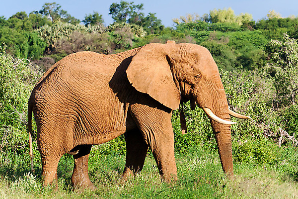 포토 JPG 해외이미지 나무 동물 응시 공원 야생동물 포유류 아프리카 자연 초식동물 휴가 서기 사람없음 야외 초록색 갈색 게임 보호 위험 큼 사파리 목 케냐 동쪽 남쪽 내추럴 남아프리카 마사이족 사바나 전국 해외202004 해외포토 식물 시선 공공시설 나라 컬러 컨셉 모션 놀이 신체부위 크기 방향 생태계 파일형식 이미지허브