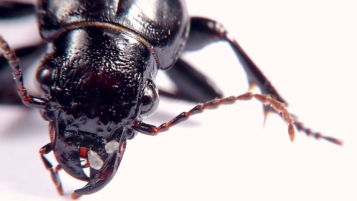 포토 JPG 해외이미지 동물 곤충 자연 사람없음 검은색 흰색 벌레 고립 발톱 집게발 해외202004 해외포토 컬러 발 생태계 파일형식 이미지허브