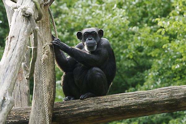 포토 JPG 해외이미지 나무 동물 밧줄 포유류 자연 놀이 생물 동물원 앉기 사람없음 가로 검은색 나뭇가지 원숭이 유인원 침팬지 총구 해외202004 해외포토 식물 줄 컬러 모션 생태계 파일형식 이미지허브
