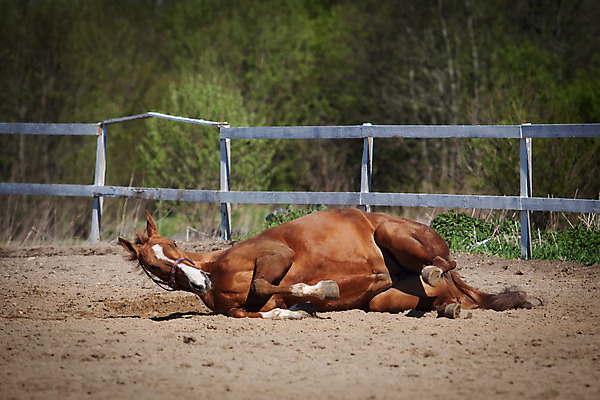 포토 JPG 해외이미지 동물 공원 여자 행복 모래 조각 백그라운드 신체 오렌지 자연 성인 사람없음 야외 가로 빨간색 초록색 농장 갈색 스파 경기장 봄 만 승마 황금 꼬리 롤 먼지 갈기 내추럴 거짓말 그런지 땅바닥 러시아인 해외202004 해외포토 서양인 계절 공공시설 감정 스포츠 컬러 농업 과일 스포츠시설 바닥 사람 생태계 파일형식 이미지허브