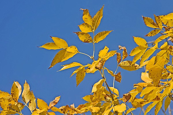 포토 JPG 해외이미지 나무 식물 계절 공원 백그라운드 단풍 잎 오렌지 자연 하늘 추상 사람없음 야외 빨간색 파란색 빛 컬러풀 햇빛 노란색 환경 성장 가을 나뭇가지 신선 황금 숲 유기농 질감 보케 해외202004 해외포토 웰빙 공공시설 컬러 무늬 과일 태양 생태계 파일형식 이미지허브