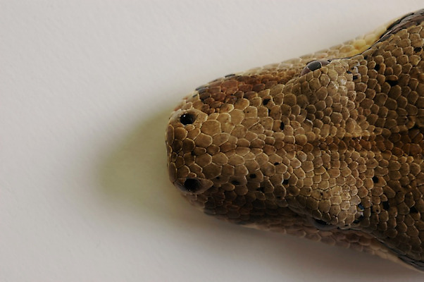 포토 JPG 해외이미지 조각 백그라운드 패턴 파충류 자연 사람없음 빛 핸드백 독약 거친 뱀 가죽 피부 묘사 질감 생물학 육식동물 동물상 이국적 해외202004 해외포토 동물 교육 무늬 가방 신체부위 조형물 생태계 파일형식 이미지허브