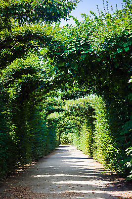 포토 JPG 해외이미지 나무 식물 계절 공원 길 여행 잎 건축양식 자연 사랑 풍경 사람없음 초록색 여름 정원 침묵 산책 나뭇가지 복도 터널 아치 내추럴 방법 해외202004 해외포토 공공시설 건축 감정 컬러 휴식 소리 생태계 파일형식 이미지허브