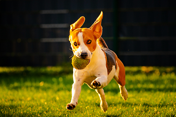 포토 JPG 해외이미지 동물 공원 행복 포즈 밭 공 포유류 자연 놀이 사람없음 야외 초록색 반려동물 달리기 태양 정원 점프 봄 시골 개 달콤 작음 혀 속도 사냥개 비글 장면 송곳니 기르기 신앙심 유래 해외202004 해외포토 자연요소 계절 공공시설 감정 컬러 농업 모션 입 맛 치아 크기 생태계 돌봄 파일형식 이미지허브