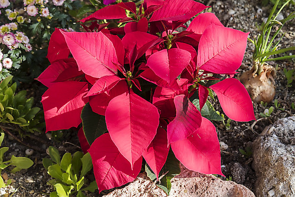 포토 JPG 해외이미지 전통 꽃잎 화초 컨셉 잎 겨울 자연 기념 사람없음 장식 빨간색 초록색 컬러풀 축제 축하 12월 포인세티아 내추럴 해외202004 해외포토 식물 계절 꽃 컬러 날짜 생태계 파일형식 이미지허브