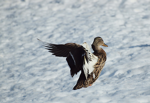 포토 JPG 해외이미지 날개 자연 조류 오리 사람없음 깃털 평야 해외202004 해외포토 동물 생태계 파일형식 이미지허브