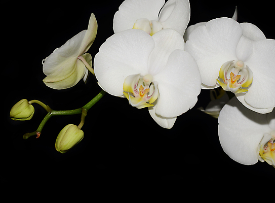 포토 JPG 해외이미지 식물 디자인 꽃잎 꽃 선 백그라운드 꽃무늬 패턴 자연 휴가 발렌타인데이 건강 선물 사랑 미술 사람없음 장식 초록색 파란색 빛 스파 봄 벚꽃 흰색 나뭇가지 신선 난초 모서리 심볼 순수 보케 호접란 고립 블러 이국적 파스텔톤 해외202004 해외포토 나무 계절 감정 컬러 컨셉 무늬 데이이벤트 문화예술 생태계 파일형식 이미지허브