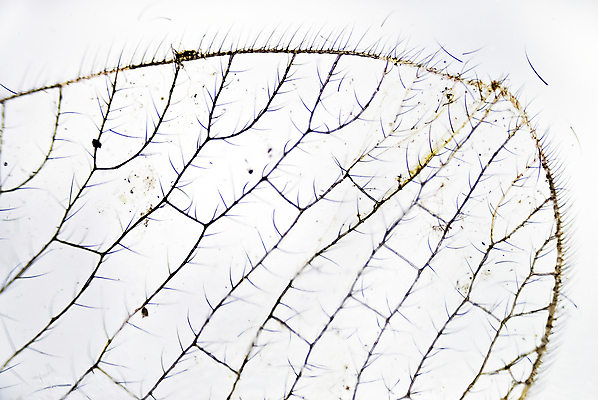 포토 JPG 해외이미지 동물 과학 곤충 패턴 날개 현미경 사람없음 확대 작음 유기농 생물학 정맥 곰팡이 모기 해외202004 해외포토 웰빙 교육 무늬 실험기구 해충 크기 혈관 파일형식 이미지허브