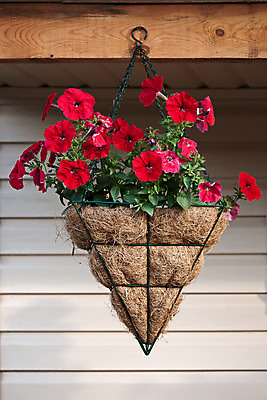 포토 JPG 해외이미지 식물 꽃 벽 매달리기 사람없음 빨간색 정원 냄비 그림 피튜니아 해외202004 해외포토 컬러 모션 솥 파일형식 이미지허브