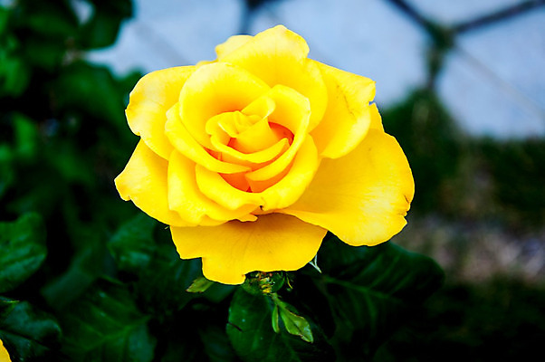 포토 JPG 해외이미지 식물 꽃잎 꽃 꽃다발 백그라운드 잎 꽃무늬 자연 발렌타인데이 선물 사랑 사람없음 장식 초록색 장미 노란색 정원 봄 벚꽃 신선 개화 해외202004 해외포토 계절 감정 컬러 무늬 데이이벤트 생태계 파일형식 이미지허브