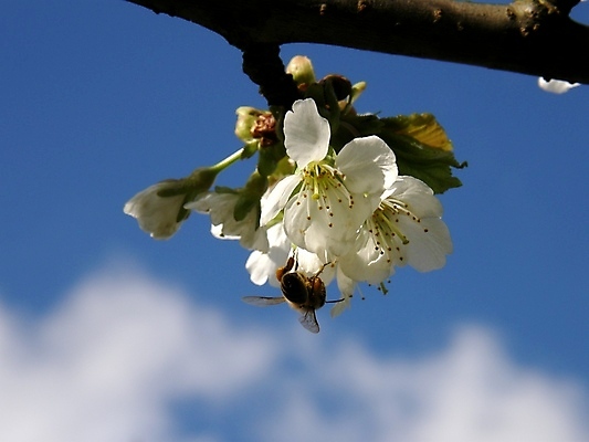 포토 JPG 해외이미지 나무 동물 구름 계절 꽃 곤충 백그라운드 꽃무늬 날개 자연 하늘 사람없음 파란색 노란색 흰색 체리 달콤 벌레 벌 묘사 바쁨 꿀 해외202004 해외포토 자연요소 식물 컬러 무늬 과일 맛 생태계 파일형식 이미지허브