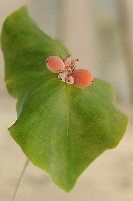 포토 JPG 해외이미지 식물 열매 꽃 과일 자연 씨앗 사람없음 빨간색 초록색 벚꽃 가을 혀 피어싱 해외202004 해외포토 계절 컬러 장신구 입 생태계 파일형식 이미지허브