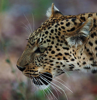 포토 JPG 해외이미지 나무 동물 응시 공원 얼굴 야생동물 스포츠 여행 포유류 아프리카 자연 수염 국립공원 사람없음 여행객 환경 고양이 나뭇가지 관찰 점 기다림 큼 검색 육식동물 표범 랜드마크 사바나 탄자니아 평야 해외202004 해외포토 멸종위기종 식물 시선 공공시설 나라 모션 사람 신체부위 반려동물 크기 생태계 파일형식 이미지허브