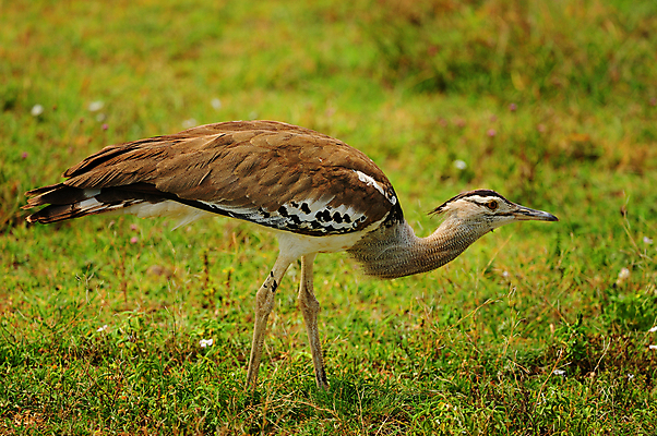 포토 JPG 해외이미지 동물 응시 꽃 야생동물 분홍색 날개 노래 아프리카 자연 조류 국립공원 사람없음 야외 초록색 파란색 빛 컬러풀 한개 노란색 보라색 나뭇가지 관찰 황무지 작음 수분 깃털 독수리 열대기후 우간다 탄자니아 해외202004 해외포토 나무 식물 1 시선 공원 나라 음악 컬러 모션 크기 생태계 파일형식 이미지허브