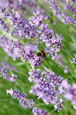 포토 JPG 해외이미지 식물 동물 꽃잎 꽃 여행 곤충 잎 꽃무늬 밭 날개 자연 풍경 사람없음 초록색 여름 컬러풀 노란색 정원 보라색 검은색 봄 벚꽃 황금 벌 허브 향수 묘사 향기 꽃가루 꿀 라벤더 내추럴 호박벌 해외202004 해외포토 계절 컬러 무늬 농업 화장품 벌_곤충 가루 생태계 냄새 파일형식 이미지허브