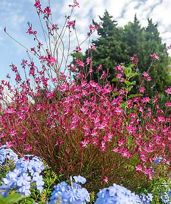 포토 JPG 해외이미지 식물 공원 꽃 유럽 분홍색 여행 백그라운드 밭 자연 하늘 산 풍경 사람없음 야외 빨간색 초록색 여름 파란색 빛 농장 마을 정원 맑음 보라색 봄 시골 제비꽃 언덕 유기농 생태계 크로아티아 녹색배경 내추럴 몬테네그로 발칸반도 사프란 생태학 세르비아 해외202004 해외포토 웰빙 계절 공공시설 교육 나라 컬러 농업 날씨 향신료 파일형식 이미지허브