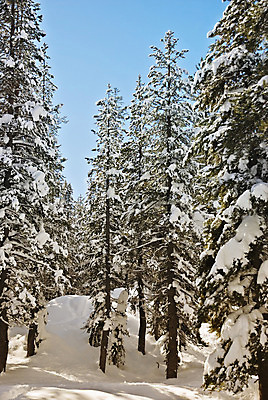 포토 JPG 해외이미지 나무 계절 크리스마스 겨울 하늘 휴가 스키 휴식 산 사람없음 파란색 평화 맑음 냉동 미국 침묵 추위 흰색 신선 소나무 숲 휴양지 캘리포니아 주말 침엽수 전나무 깊이 해외202004 해외포토 식물 기념일 컬러 컨셉 북아메리카 날씨 겨울스포츠 소리 장소 파일형식 이미지허브
