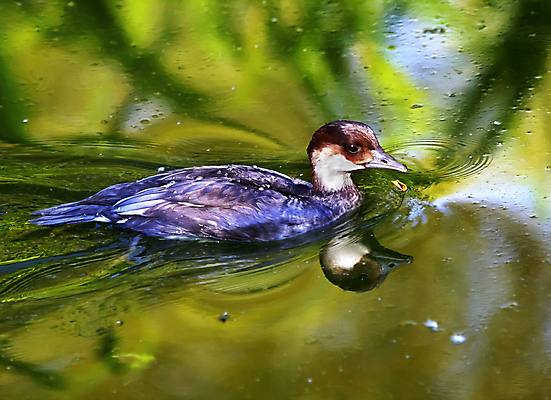 포토 JPG 해외이미지 동물 여자 호수 야생동물 자연 조류 오리 사람없음 야외 빨간색 물 강 컬러풀 반사 수영 연못 깃털 부리 물새 계산서 해외202004 해외포토 자연요소 컬러 사람 수상스포츠 생태계 파일형식 이미지허브