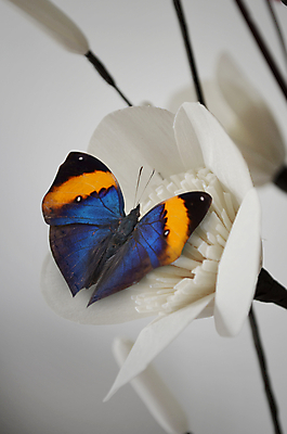 포토 JPG 해외이미지 디자인 꽃 줄기 나비 잎 패턴 날개 사람없음 장식 벚꽃 흰색 나뭇가지 자르기 정사각형 거짓 발명 해외202004 해외포토 도형 나무 식물 컬러 곤충 무늬 모션 파일형식 이미지허브