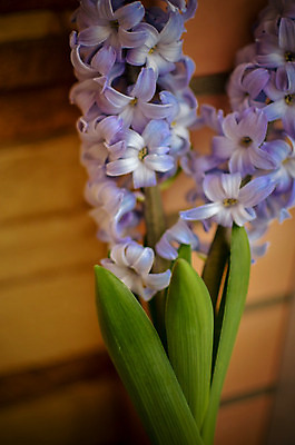 포토 JPG 해외이미지 식물 꽃잎 꽃 줄기 분홍색 꽃다발 꽃무늬 자연 사람없음 장식 초록색 파란색 컬러풀 갈색 정원 보라색 벚꽃 흰색 신선 개화 우아함 다발 묘사 오브젝트 원예 향기 심플 트럼펫 내추럴 칼라꽃 히아신스 해외202004 해외포토 컬러 컨셉 무늬 취미 금관악기 생태계 냄새 파일형식 이미지허브