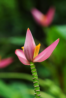 포토 JPG 해외이미지 나무 식물 계절 공원 꽃잎 꽃 아시아 분홍색 잎 꽃무늬 태국 자연 바나나 사람없음 야외 장식 여름 평화 환경 정원 일본 침묵 봄 벚꽃 개화 유기농 하와이 이국적 플로리다 해외202004 해외포토 웰빙 공공시설 나라 컬러 컨셉 무늬 과일 미국 소리 생태계 파일형식 이미지허브