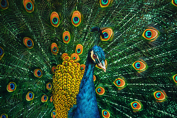 포토 JPG 해외이미지 동물 야생동물 자연 조류 사람없음 공작 깃털 꼬리 동물상 해외202004 해외포토 조형물 생태계 파일형식 이미지허브