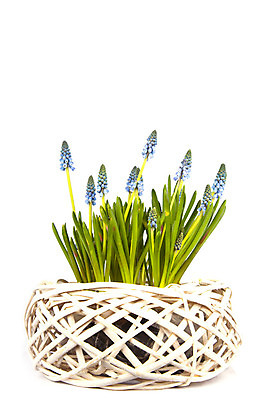 포토 JPG 해외이미지 식물 계절 공원 꽃잎 꽃 줄기 백그라운드 잎 꽃무늬 전구 자연 포도 사람없음 초록색 파란색 머리 정원 보라색 봄 활발 성장 벚꽃 흰색 신선 개화 닫기 작음 제비꽃 내추럴 고립 블루벨 히아신스 해외202004 해외포토 공공시설 컬러 컨셉 무늬 과일 모션 신체부위 크기 생태계 파일형식 이미지허브