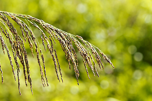 포토 JPG 해외이미지 나무 식물 구름 계절 지구 백그라운드 잎 밭 농업 자연 하늘 아침 날씨 풍경 잔디 사람없음 야외 초록색 여름 파란색 빛 햇빛 태양 환경 봄 활발 성장 흰색 시골 신선 닫기 땅 질감 장면 내추럴 해외202004 해외포토 주간 자연요소 산업 컬러 컨셉 모션 생태계 파일형식 이미지허브
