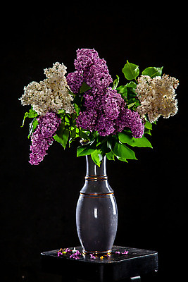 포토 JPG 해외이미지 식물 디자인 계절 꽃잎 꽃 분홍색 꽃다발 백그라운드 잎 꽃무늬 자연 탁자 선물 미술 사람없음 목재 장식 컵 초록색 컬러풀 꽃병 보라색 검은색 어둠 봄 벚꽃 흰색 나뭇가지 신선 떨어짐 다발 제비꽃 그림 점토 라일락 내추럴 고립 해외202004 해외포토 나무 식기 컬러 가구 컨셉 무늬 재료 문화예술 생태계 파일형식 이미지허브