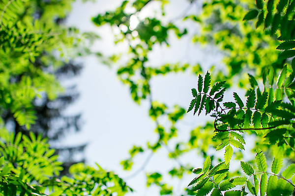 포토 JPG 해외이미지 나무 식물 계절 공원 단풍 잎 오렌지 자연 아침 추상 미술 풍경 사람없음 야외 빨간색 초록색 빛 컬러풀 햇빛 태양 갈색 노란색 일출 환경 맑음 일몰 활발 가을 시골 신선 황금 저녁 숲 장면 내추럴 해외202004 해외포토 주간 자연요소 공공시설 컬러 컨셉 무늬 과일 날씨 문화예술 노을 야간 생태계 파일형식 이미지허브