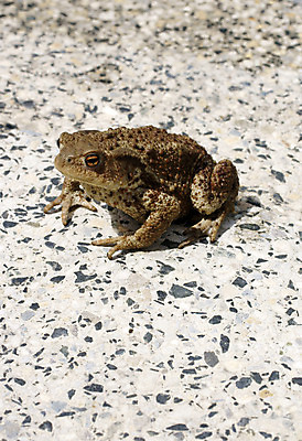 포토 JPG 해외이미지 동물 야생동물 자연 양서류 앉기 사람없음 황무지 닫기 두꺼비 동물상 해외202004 해외포토 모션 조형물 생태계 파일형식 이미지허브