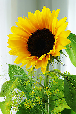 포토 JPG 해외이미지 식물 꽃 잎 해바라기 사람없음 노란색 벚꽃 해외202004 해외포토 컬러 파일형식 이미지허브