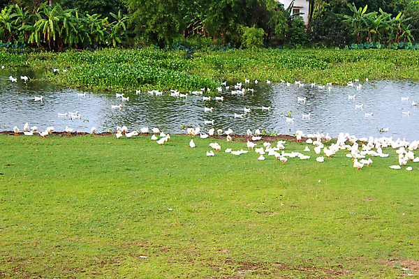 포토 JPG 해외이미지 동물 1 여자 남자 야생동물 백그라운드 가족 자연 조류 엄마 오리 사람없음 물 반려동물 검은색 흰색 큼 물새 고립 해외202004 해외포토 자연요소 컬러 관계 사람 크기 생태계 파일형식 이미지허브