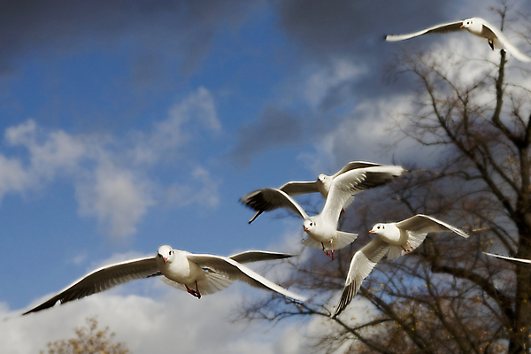 포토 JPG 해외이미지 조류 하늘 영국 사람없음 파란색 런던 해외202004 해외포토 동물 유럽 컬러 파일형식 이미지허브