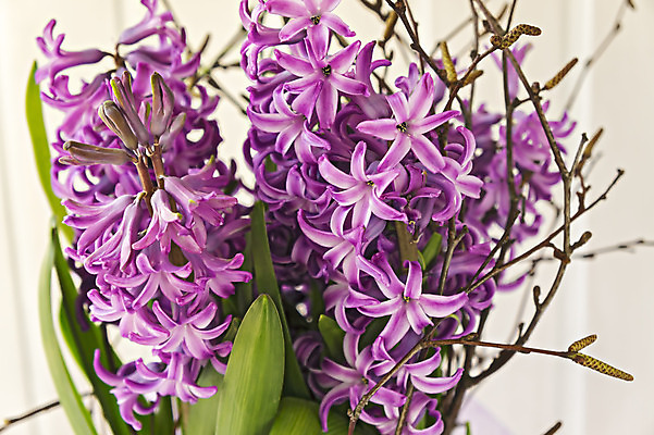 포토 JPG 해외이미지 식물 계절 꽃잎 꽃 꽃다발 백그라운드 잎 꽃무늬 자연 사람없음 장식 초록색 정원 보라색 봄 활발 성장 벚꽃 신선 개화 그룹 소프트포커스 4월 제비꽃 원예 슛 내추럴 히아신스 해외202004 해외포토 컬러 컨셉 무늬 촬영기법 취미 날짜 생태계 파일형식 이미지허브