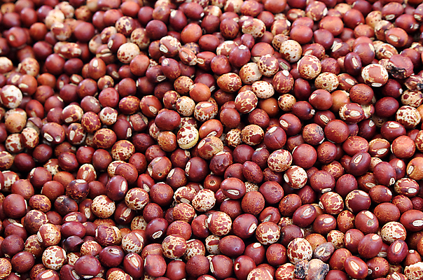 포토 JPG 해외이미지 식물 음식 백그라운드 패턴 농업 다이어트 채소 재료 건조 건강 요리 씨앗 동양인 사람없음 농작물 펼침 변화 플랫 낟알 먹기 유기농 질감 비둘기 완두콩 날것 내추럴 단백질 식용 채식주의자 해외202004 해외포토 웰빙 산업 컨셉 무늬 모션 조류 콩 인종 채식 영양소 파일형식 이미지허브