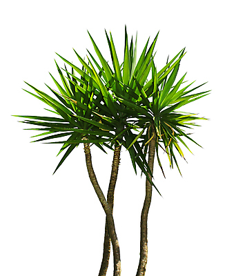 포토 JPG 해외이미지 모양 나무 식물 백그라운드 잎 자연 3 사람없음 장식 초록색 환경 흰색 원예 날카로움 무화과 고립 차단 해외202004 해외포토 컬러 과일 취미 생태계 파일형식 이미지허브