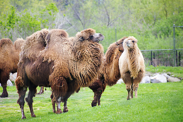 포토 JPG 해외이미지 동물 포유류 동물원 사람없음 그룹 혹 해외202004 해외포토 파일형식 이미지허브