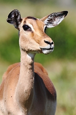 포토 JPG 해외이미지 동물 응시 계절 여자 야생동물 포유류 아프리카 자연 초식동물 털 서기 사람없음 갈색 환경 작음 사파리 귀 영양 동물상 해외202004 해외포토 시선 나라 컬러 모션 사람 신체부위 조형물 크기 생태계 파일형식 이미지허브