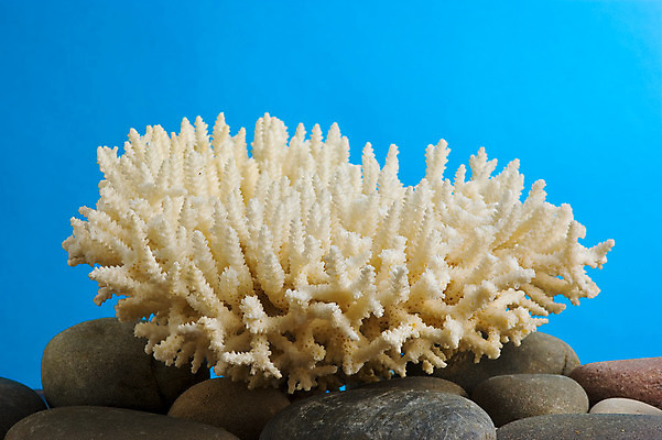 포토 JPG 해외이미지 바다 백그라운드 사람없음 장식 파란색 수중 산호 보석 해외202004 해외포토 컬러 자포동물 광석 파일형식 이미지허브