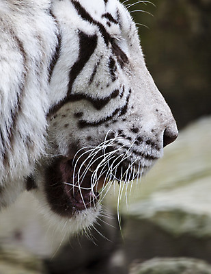 포토 JPG 해외이미지 동물 응시 얼굴 야생동물 조각 포유류 자연 생물 수염 털 동물원 사람없음 머리 검은색 고양이 줄무늬 흰색 호랑이 숲 위험 큼 모피 인도인 배고픔 사냥 육식동물 멸종 표범 섬광 이국적 해외202004 해외포토 외국인 시선 컬러 컨셉 무늬 동양인 신체부위 반려동물 크기 생태계 파일형식 이미지허브