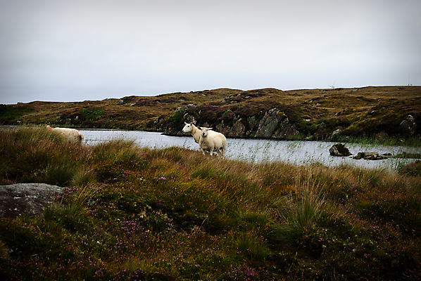포토 JPG 해외이미지 자연 산 거리 풍경 사람없음 초록색 물 양 아일랜드 해외202004 해외포토 자연요소 유럽 컬러 포유류 생태계 파일형식 이미지허브
